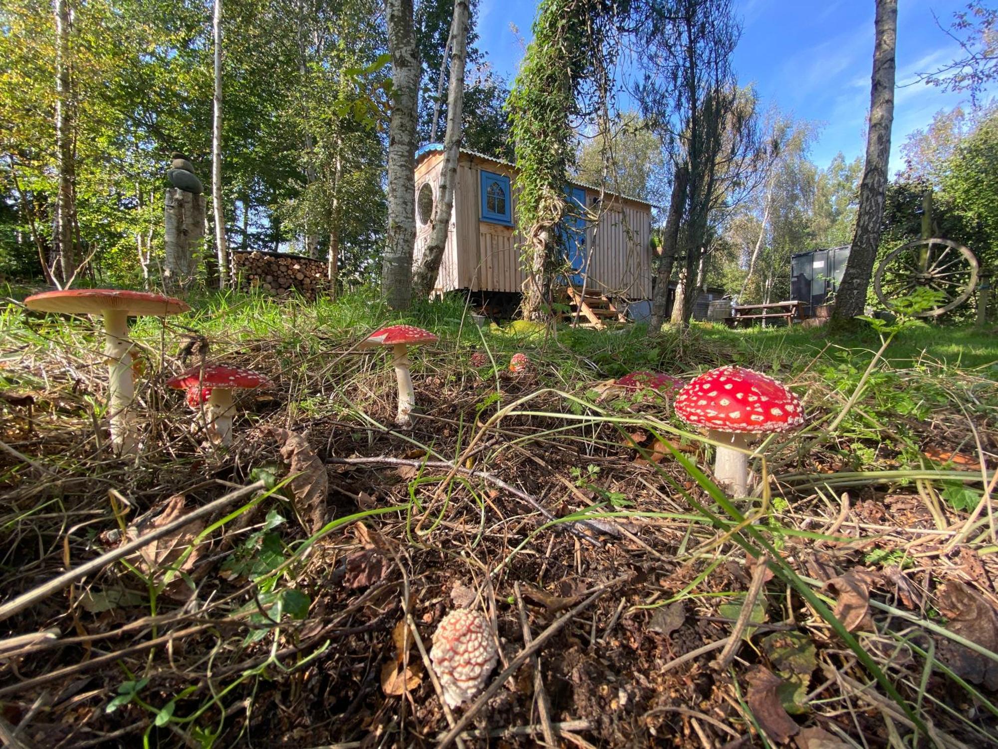 Sapphire Forest Garden Shepherd'S Hut 彻奇斯特雷顿 外观 照片